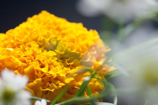 Marigold petals gray background.