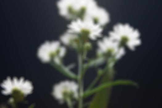 White Flower blur