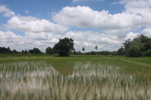 Thailand field with blue and green trees.