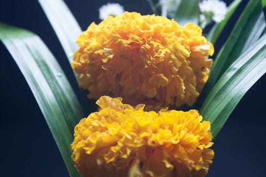 Marigold petals gray background.