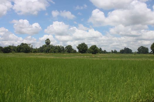 Thailand field with blue and green trees.