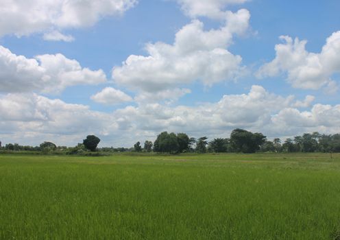 Thailand field with blue and green trees.