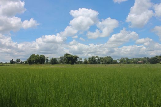 Thailand field with blue and green trees.