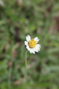 grass on the background