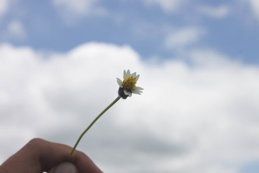 Grant Flower in sky background