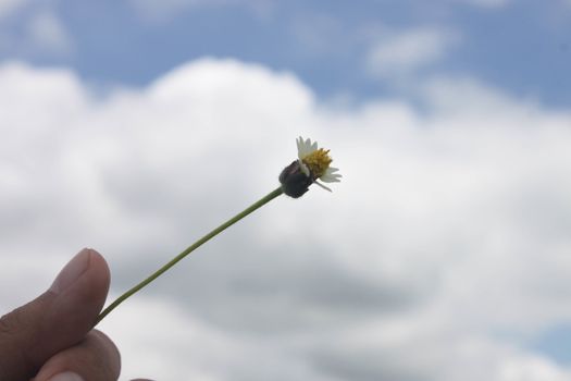 Grant Flower in sky background