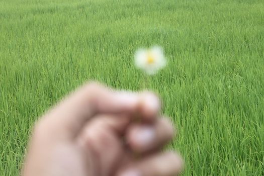 Grant Flower in hand green background