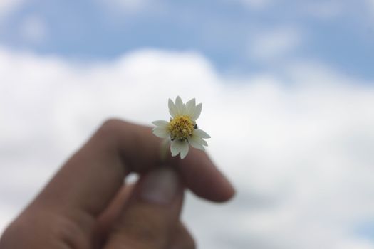 Grant Flower in sky background