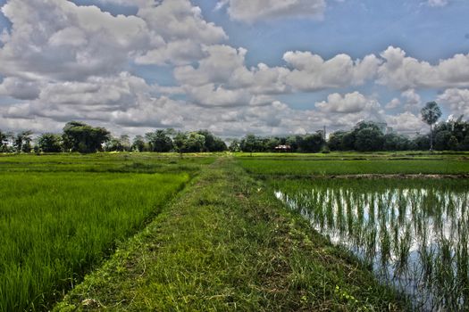 Thailand rice fields in the growing season.