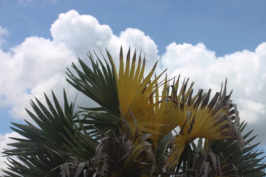 Yellow palm leaves Sky background