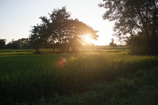 rice thailand sunset