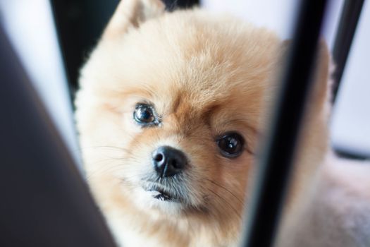 dog under the table