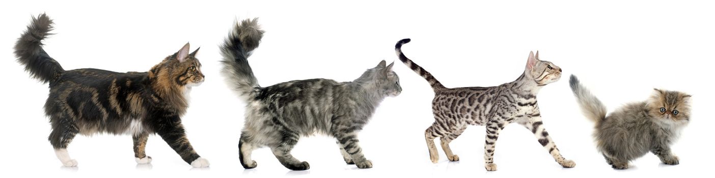 four walking cats in front of white background