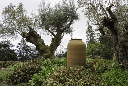 old ceramic vase and olive tree in tropical garden in Funcahl on the portuguese island of madeira