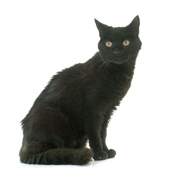 old black cat in front of white background