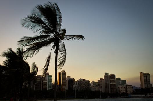 Palm tree silhouette against the sky