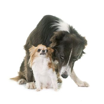 border collie and chihuahua in front of white background