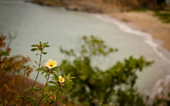 Yellow flowers with landscape in the backgrounds