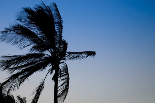 silhouette of a palm tree against blue sky