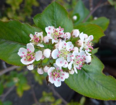 Aronia Flowers. Bunch of flowers chokeberry. White blossoms on bird cherry tree in sunny summer forest. Inflorescence close-up. On the petals of ants