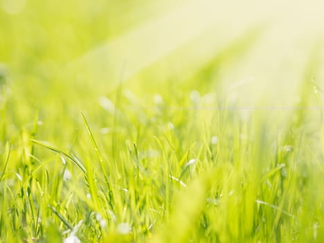 Beautiful Nature Blurred Background. Green Bokeh. Summer or spring backdrop with fresh green grass and sun flares