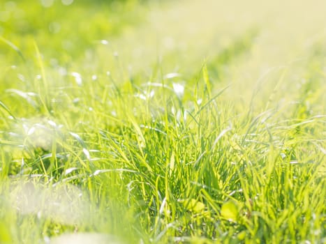 Beautiful Nature Blurred Background. Green Bokeh. Summer or spring backdrop with fresh green grass and sun flares