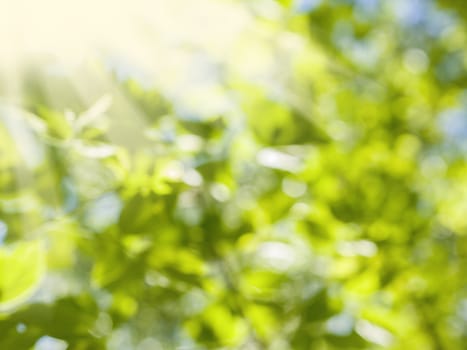 Beautiful Nature Blurred Background. Green Bokeh. Summer or spring backdrop with fresh green leaves and sun flares