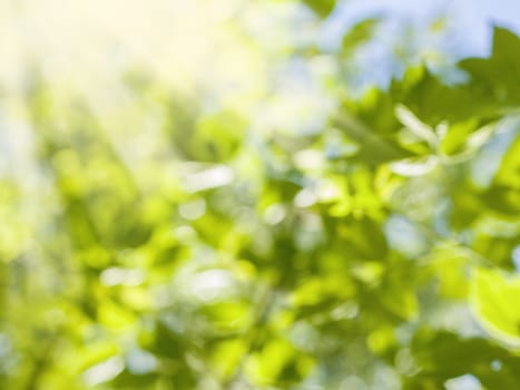 Beautiful Nature Blurred Background. Green Bokeh. Summer or spring backdrop with fresh green leaves and sun flares