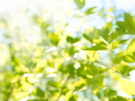 Beautiful Nature Blurred Background. Green Bokeh. Summer or spring backdrop with fresh green leaves and sun flares