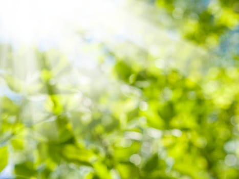 Beautiful Nature Blurred Background. Green Bokeh. Summer or spring backdrop with fresh green leaves and sun flares