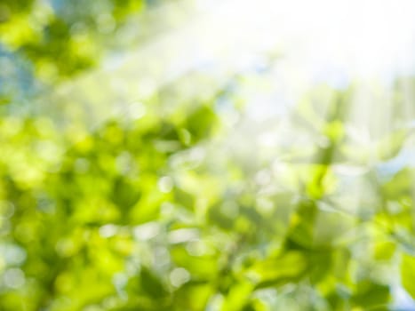 Beautiful Nature Blurred Background. Green Bokeh. Summer or spring backdrop with fresh green leaves and sun flares