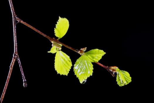 Birch Leaves with Water Droplets close up.
