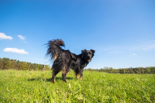 funny dog in sunny day, animals series
