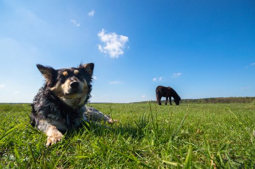 funny dog in sunny day, animals series