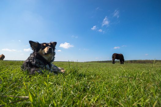 funny dog in sunny day, animals series