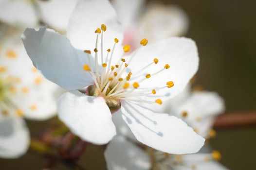 flowers as a colorful background, macro photo, nature series