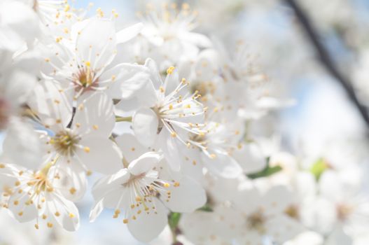 flowers as a colorful background, macro photo, nature series