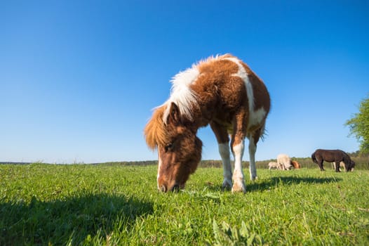 horse in a field, farm animals, nature series