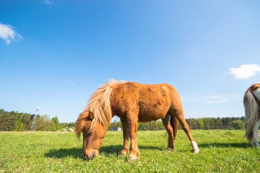 horse in a field, farm animals, nature series