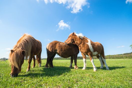 horse in a field, farm animals, nature series
