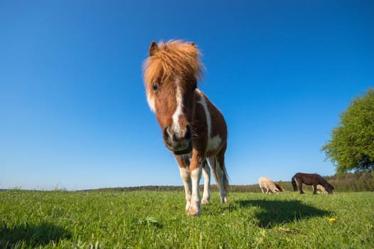 horse in a field, farm animals, nature series