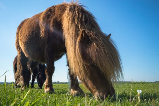 horse in a field, farm animals, nature series