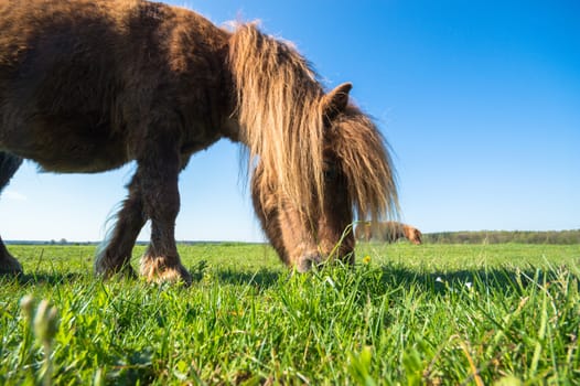 horse in a field, farm animals, nature series