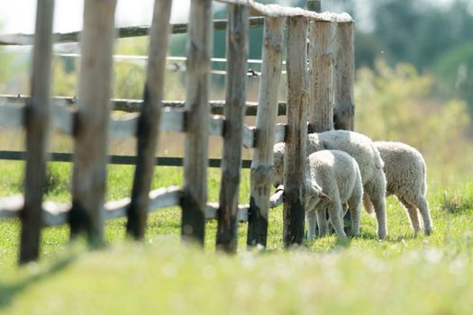sheep on grass with blue sky, some looking at the camera