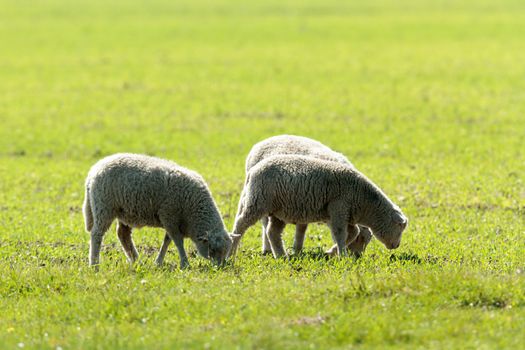 sheep on grass with blue sky, some looking at the camera