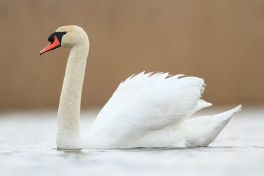 swan on blue lake in sunny day, swans on pond, nature series