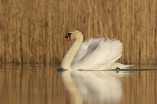 swan on blue lake in sunny day, swans on pond, nature series