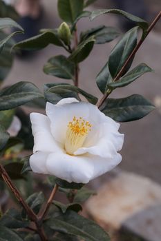 Camellia japonica white flower, ‘white bouquet,’ blooms on February 14, Valentines Day, in Los Angeles, California, United States