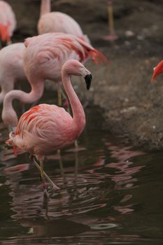 The Chilean flamingo, Phoenicopterus chilensis, is bright pink freshwater bird found in streams and lakes.