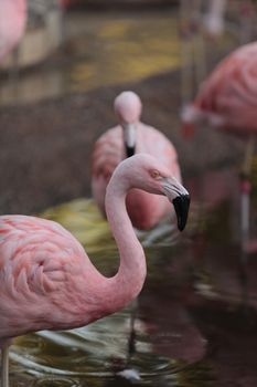 The Chilean flamingo, Phoenicopterus chilensis, is bright pink freshwater bird found in streams and lakes.